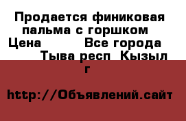 Продается финиковая пальма с горшком › Цена ­ 600 - Все города  »    . Тыва респ.,Кызыл г.